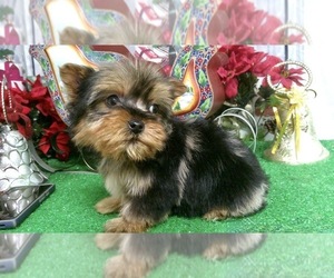 Yorkshire Terrier Puppy for Sale in HAMMOND, Indiana USA