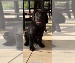 Labrador Retriever Puppy for sale in TALLASSEE, AL, USA