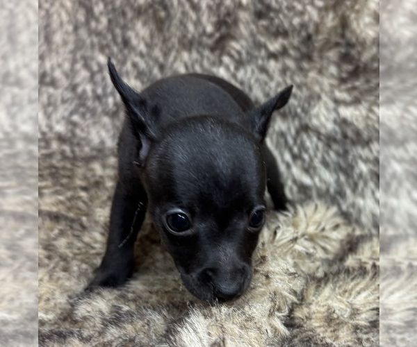 Medium Photo #4 Rat Terrier Puppy For Sale in WHITAKERS, NC, USA