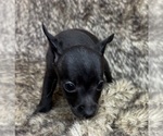 Small #3 Rat Terrier