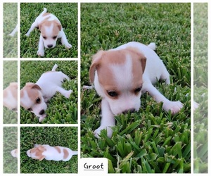 Boston Huahua-ShihPoo Mix Puppy for sale in RICHMOND, TX, USA