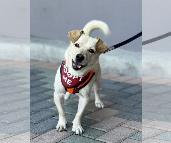 Medium Photo #7 Dorgi Puppy For Sale in Mission Viejo, CA, USA