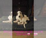 Small Photo #13 Great Dane-Italian Greyhound Mix Puppy For Sale in Fort Myers, FL, USA