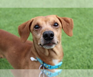 Dachshund-Unknown Mix Dogs for adoption in Chestertown, MD, USA
