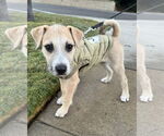 Small #4 American Staffordshire Terrier-Chinese Shar-Pei Mix