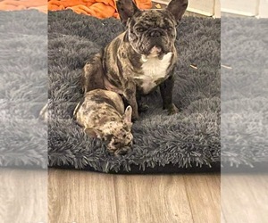 French Bulldog Puppy for sale in PUEBLO, CO, USA