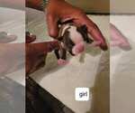 Small Photo #5 Boston Terrier Puppy For Sale in WICHITA, KS, USA
