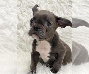 French Bulldog Puppy for sale in LA VERGNE, TN, USA