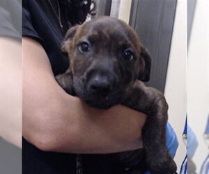 Mutt Dogs for adoption in Denver, CO, USA