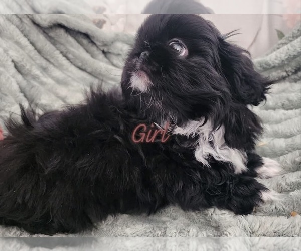 Medium Photo #1 Pekingese Puppy For Sale in TURKEY, NC, USA