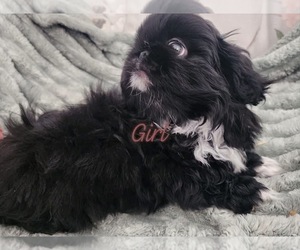 Pekingese Puppy for sale in TURKEY, NC, USA
