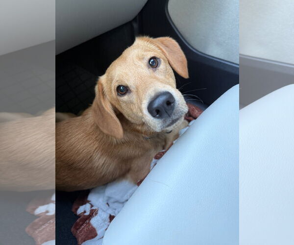 Medium Photo #3 Labrador Retriever-Pembroke Welsh Corgi Mix Puppy For Sale in Fort Worth, TX, USA