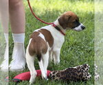 Small #1 Beagle