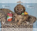 Small Photo #6 Poodle (Toy) Puppy For Sale in SANGER, TX, USA