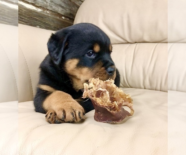 Medium Photo #9 Rottweiler Puppy For Sale in BRIGHTON, CO, USA