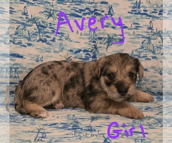Medium Photo #19 Chizer Puppy For Sale in MONTEZUMA, GA, USA