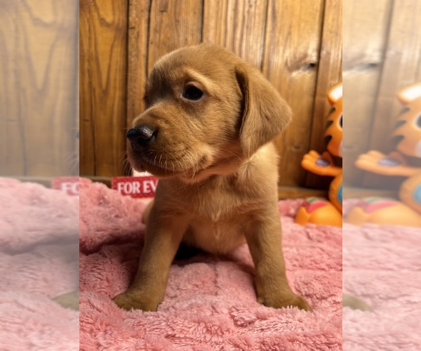 Medium Photo #6 Labrador Retriever Puppy For Sale in NEOLA, WV, USA