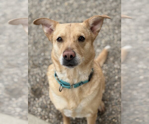Medium Photo #5 Labrador Retriever-Unknown Mix Puppy For Sale in Bemidji, MN, USA