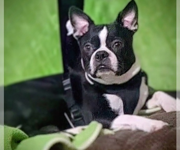 Medium Photo #1 Boston Terrier Puppy For Sale in BERRIEN SPRGS, MI, USA