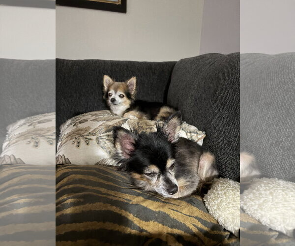 Medium Photo #6 Chihuahua-Unknown Mix Puppy For Sale in Oakhurst, NJ, USA