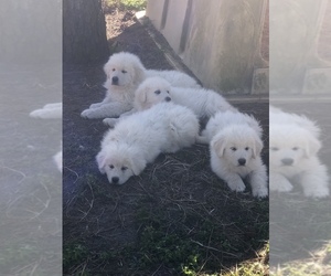 Great Pyrenees Puppy for sale in MONTICELLO, FL, USA