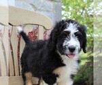 Small Photo #5 Bernedoodle Puppy For Sale in MERCERSBURG, PA, USA