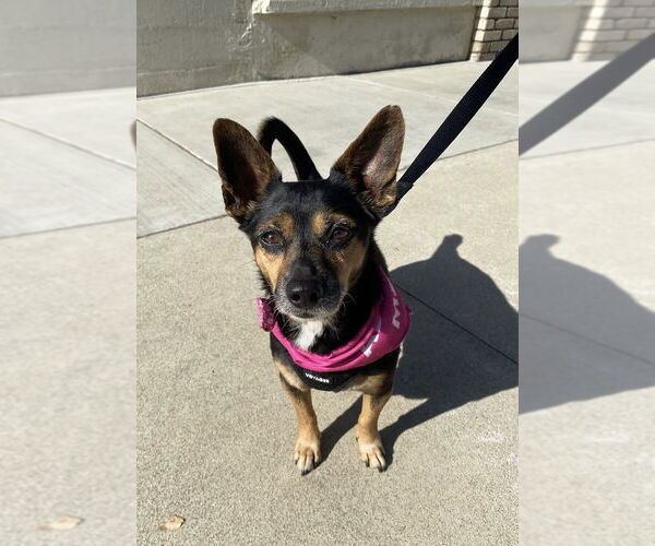 Medium Photo #2 Chihuahua-Unknown Mix Puppy For Sale in La Verne, CA, USA