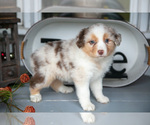 Puppy Misty Australian Shepherd