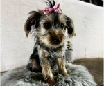 Small #1 Yorkshire Terrier