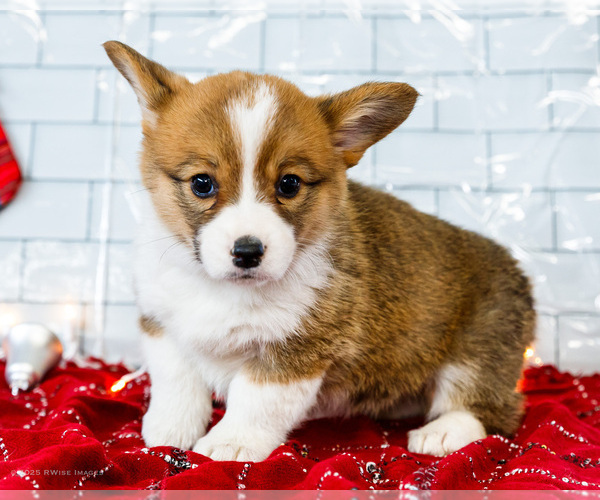 Medium Photo #2 Cardigan Welsh Corgi Puppy For Sale in WAKARUSA, IN, USA