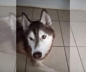 Medium Siberian Husky