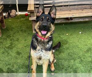 German Shepherd Dog Dogs for adoption in Orange, CA, USA