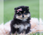 Small #3 Pomeranian