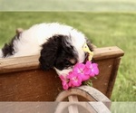 Small #7 Cavapoo