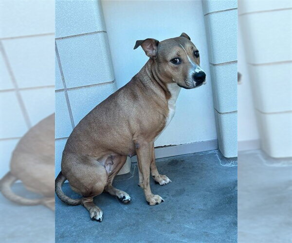 Medium Photo #2 American Pit Bull Terrier Puppy For Sale in Corpus Christi, TX, USA