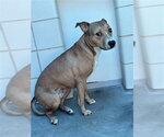 Small #1 American Pit Bull Terrier