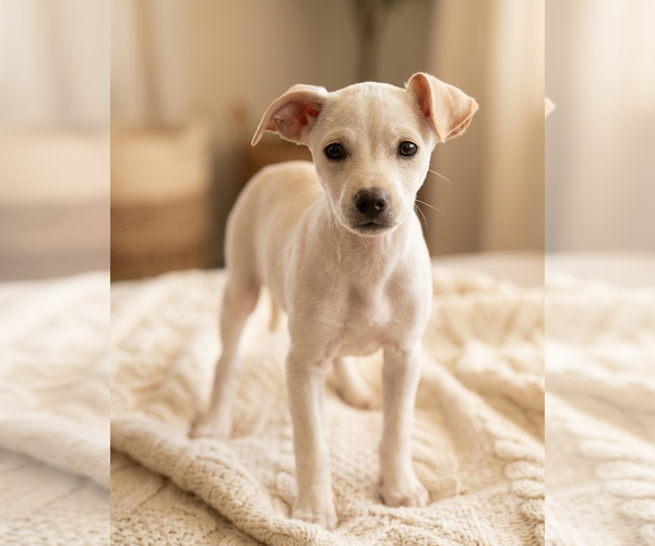 Medium Photo #2 Chiweenie Puppy For Sale in Genesee, WI, USA