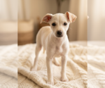 Small #1 Chiweenie