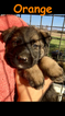 Small Photo #34 German Shepherd Dog Puppy For Sale in BROOKEVILLE, MD, USA