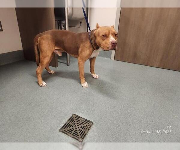 Medium Photo #1 American Pit Bull Terrier-Bulldog Mix Puppy For Sale in Baytown, TX, USA