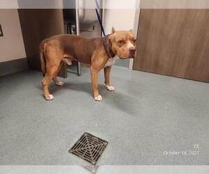 American Pit Bull Terrier-Bulldog Mix Dogs for adoption in Baytown, TX, USA