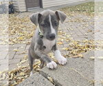 Small #16 Mutt