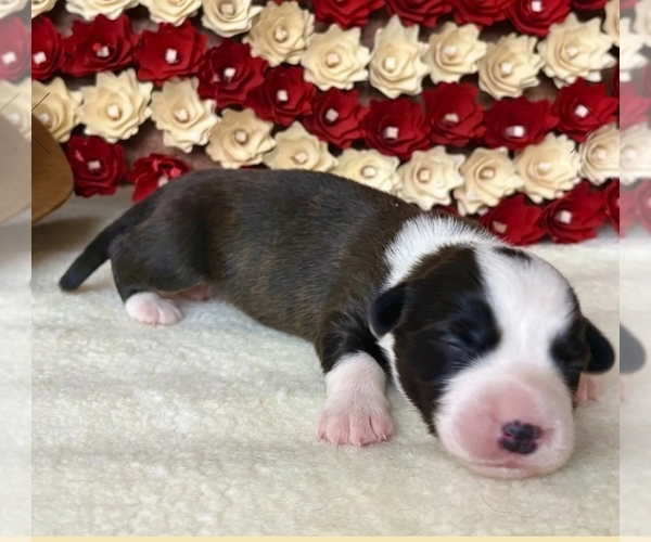 Medium Photo #9 Cardigan Welsh Corgi Puppy For Sale in KEMPNER, TX, USA
