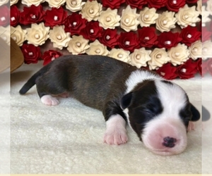 Medium Cardigan Welsh Corgi