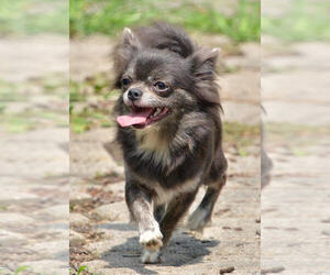 Chihuahua Puppy for sale in NEWVILLE, PA, USA