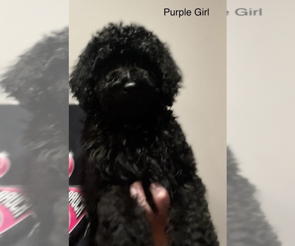 Medium Photo #8 Bernedoodle Puppy For Sale in PEARL CITY, IL, USA