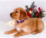 Small #5 Golden Retriever