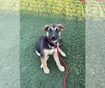 Small #7 German Shepherd Dog Mix
