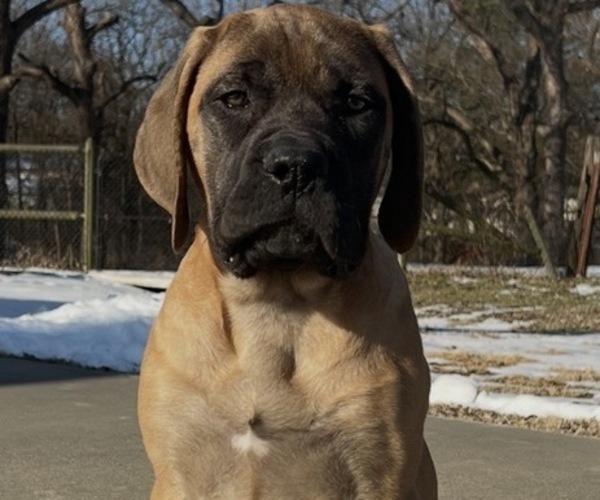 Medium Photo #22 Mastiff Puppy For Sale in BIXBY, OK, USA