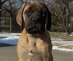 Small #2 Mastiff